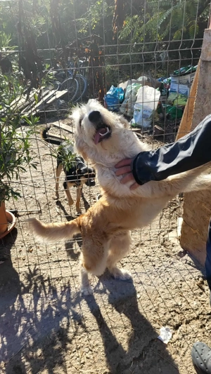 LUCA - ist bereit für Abenteuer (wartet in Rumänien) Bild 10