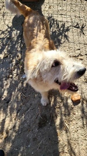 LUCA - ist bereit für Abenteuer (wartet in Rumänien) Bild 8