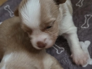 Reinrassige yorkshire terrier golddust rüden 