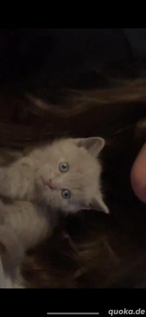 Süße BKH Kitten zu Verkaufen 