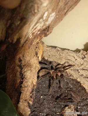 Vogelspinnen und Terrarien zu Verkaufen