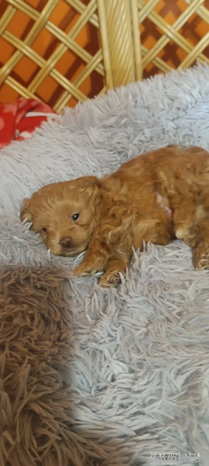 koreanische Maltipoowelpen 