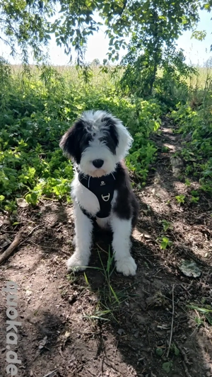 Bobtail Welpen Wurfplanung