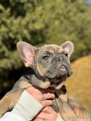 Französische Bulldoggen Welpen   Isabella Tan & Merle&Solid Schwarz 