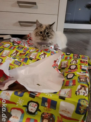 Deckkater gesucht Ragdoll-mix