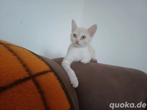 Devonrex Kätzchen 