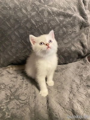 BKH Kitten Babykatzen