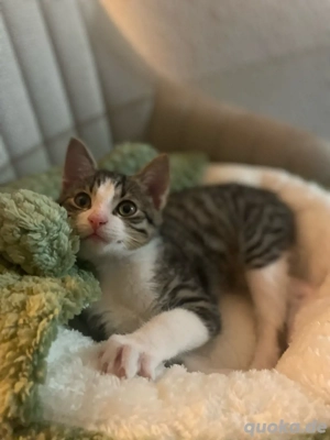 Schmusekater sucht ein Zuhause