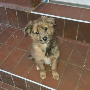 Australian shepherd und Malinois welpen