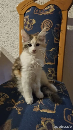 Wunderschöne Maine Coon Kitten mit Stammbaum