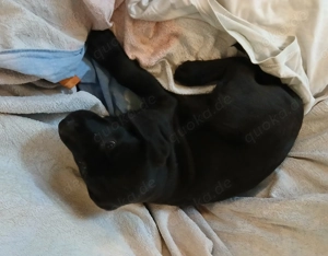 Ganz süße Labrador Welpen für liebevolle Hände abzugeben