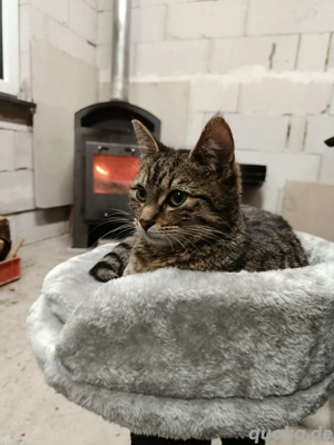 Katze sucht neues Zuhause 