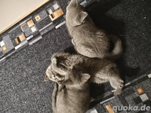 Britisch Kurzhaar Mix   2 Kätzchen abzugeben 2 Kater   handzahm & gesund