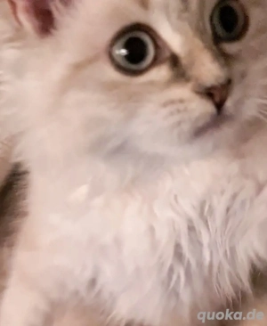 Neva- Masquarade kleine Mädchen aus dem Wurf sucht sich Familie!