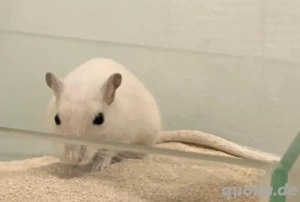 Zwei Mongolische Wüstenrennmäuse 