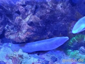 Meerwasser Salzwasser Fische Muränen 