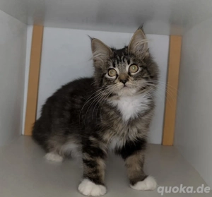 Reinrassige Maine Coons sind auszugsbereit 
