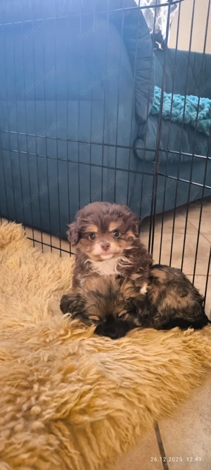 Chihuahua Zwergspitzwelpen