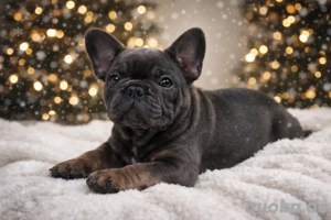 Exklusive!Wunderschöne Französische Bulldoggen Welpen. 