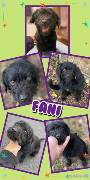 kleine, wunderschöne Hündin "Fani" wünscht sich eine eigene Familie 