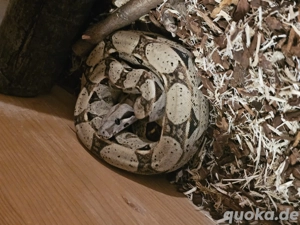 Königspythons & Boa constriktor imperator ( 1 banana python) 