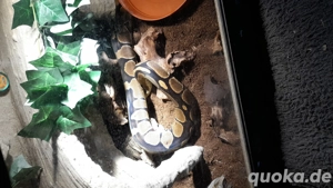 Verkaufe 2 meiner Reptilien aus Platz gründen 