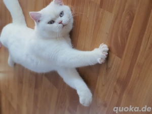 BKH Deckkater weiß mit blauen Augen  Bild 3
