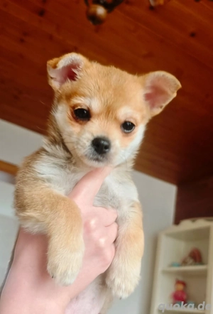 Welpe Chihuahua Malteser Pomeranian mix 