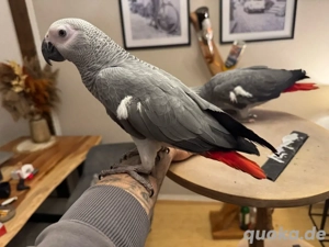 mjunge Graupapageien abzugeben- Juni 2025 gebore