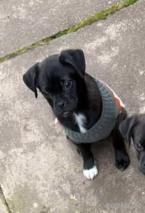 Kleiner Muffin wünscht sich ein liebevolles Zuhause 