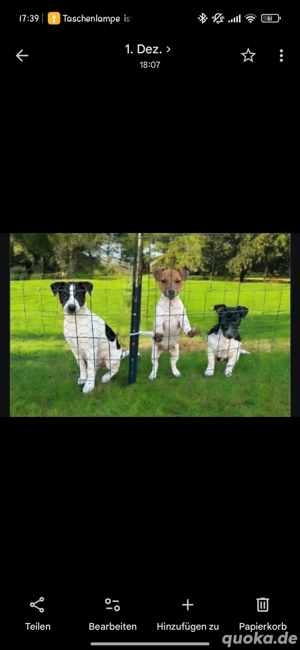 2 reinrassige Jack Russel Brüder Welpen und eine Welpenmädchen aus Zeitmangel zu verkaufen