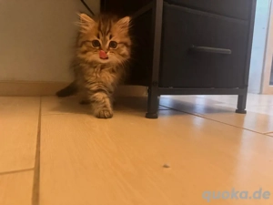 Flauschige Baby Katze BKH  Kitten Seal lynx & Tabby Farben