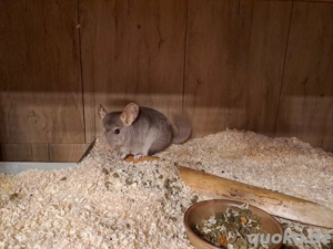 Chinchilla-Männchen abzugeben   grau, 7 Jahre alt