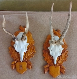 Hirschgeweih und einige Rehgeweihe Bild 2