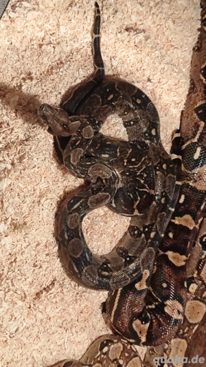 1.0 Boa constrictor imperator het anery 