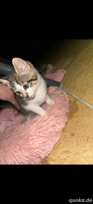 Europäisch Kurzhaar Katzenbaby