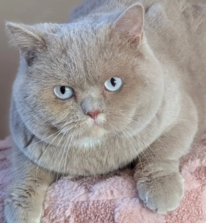 Toller Deckkater mit blauen Augen steht gesunden Damen zur Verfügung 