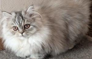 Wir haben noch einen Blue Smoke Boy und einTabby silver Mädchen 