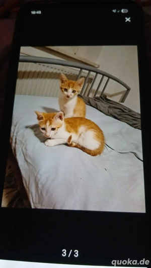 Katzenkitten Katze Katzen Baby