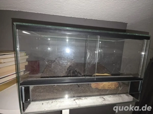 Lasiodora Parahybana weiblich, 5 Jahre alt,  mit Terrarium