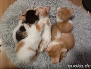 Katzenkitten Katze Katzen Baby