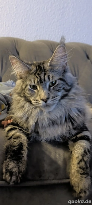 XXL reinrassiger mainecoon kater kitten mit stammbaum