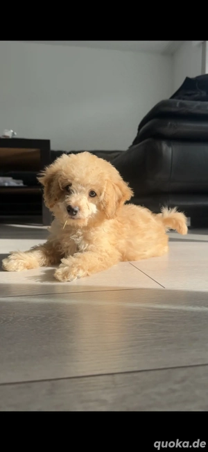 Toypudel Welpe in liebevolle Hände abzugeben