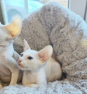 Peterbald Mädchen wie OKH 