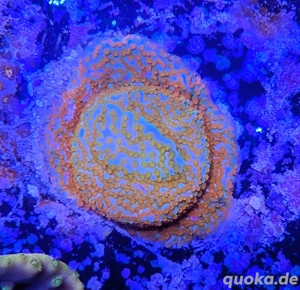 Montipora Rainbow Koralle Meerwasser Salzwasser 