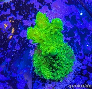 Acropora Humilis Toxic green Meerwasser Salzwasser Aquarium 