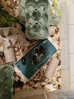 Argentinische Waldschaben 