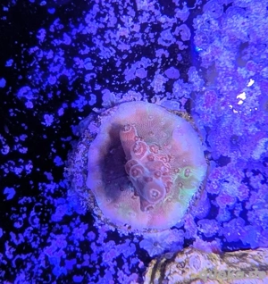 Acropora Hyacinthus Red Planet Meerwasser Salzwasser Aquarium 