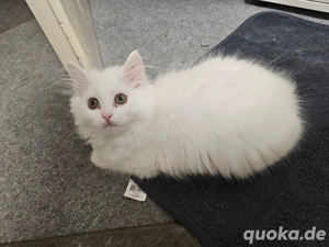 2 Babykatzen abzugeben in gute hände