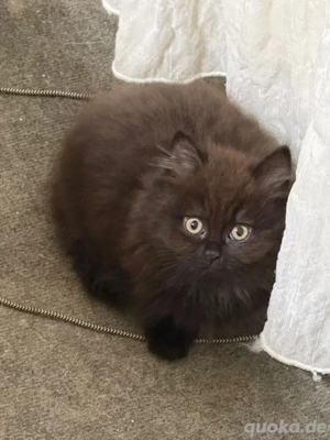 Babykatze abzugeben in gute hände